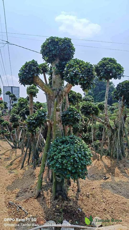 Bonsai Beringin Korea