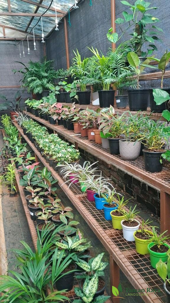 Jual Aneka Tanaman Hias